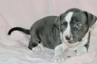 Cassie Cage-ABKC, a female American Bully for sale in Durham, NC – Photo 2 of 8