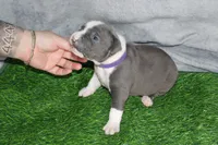 Cassie Cage, a female American Bully for sale in Durham, NC – Photo 2 of 7