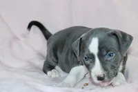 Cassie Cage-ABKC, a female American Bully for sale in Durham, NC – Photo 5 of 8