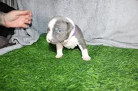 Cassie Cage, a female American Bully for sale in Durham, NC – Photo 3 of 7