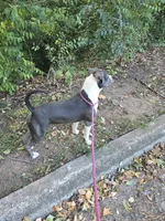 Cassie Cage-ABKC, a female American Bully for sale in Durham, NC – 2 of 9