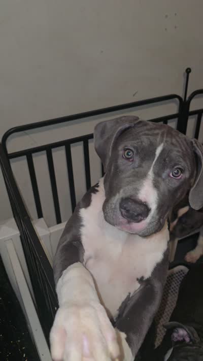 Kitana- ABKC, a female American Bully for sale in Durham, NC – 6 of 6