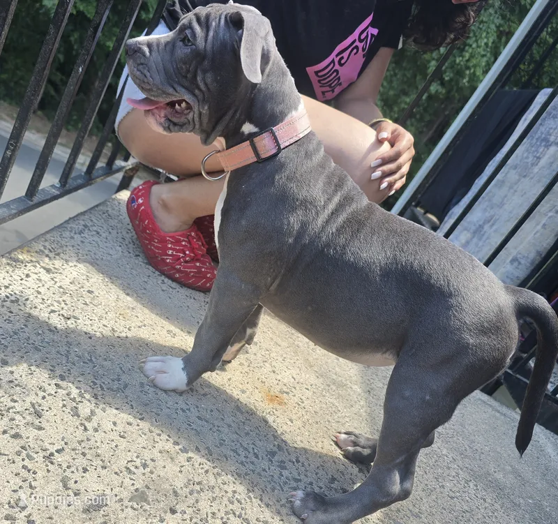 Mileena- ABKC – American Bully puppy for sale in Durham, NC