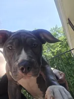 Mileena- ABKC, a female American Bully for sale in Durham, NC – 3 of 9
