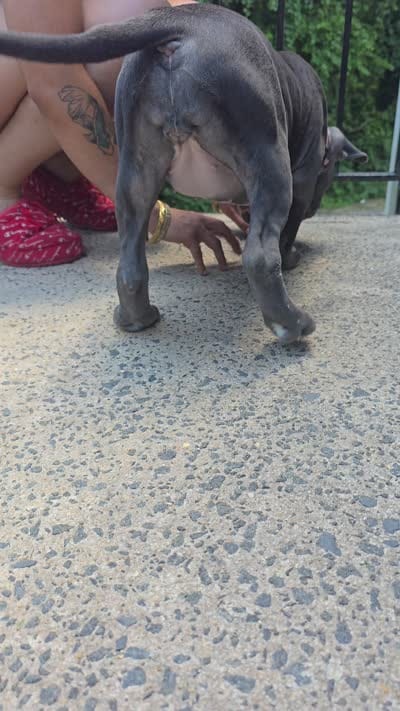 Mileena- ABKC, a female American Bully for sale in Durham, NC – 9 of 9