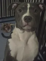 Li Mei- ABKC, a female American Bully for sale in Durham, NC – 2 of 8
