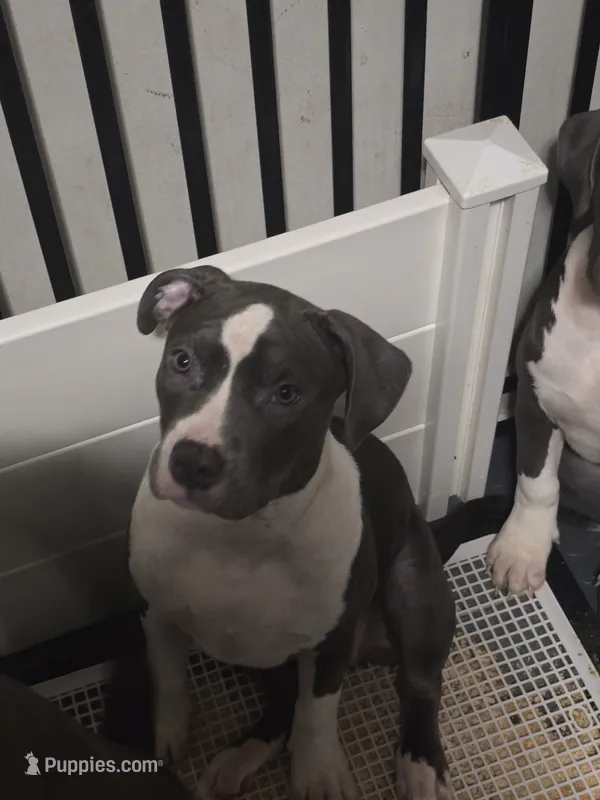 Cassie Cage-ABKC – American Bully puppy for sale in Durham, NC