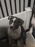 Cassie Cage-ABKC, a female American Bully for sale in Durham, NC – 1 of 7