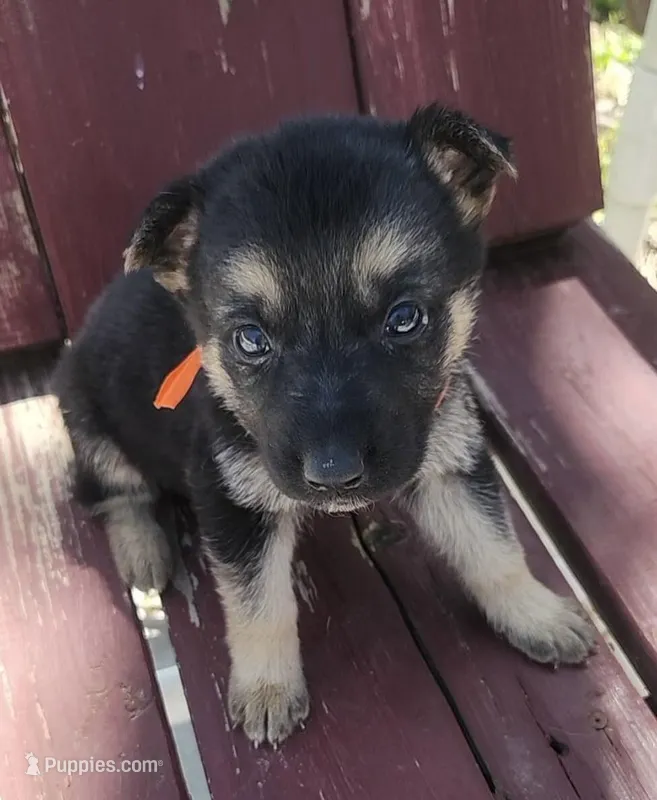 Cocoa – German Shepherd Dog puppy for sale in Paoli, IN