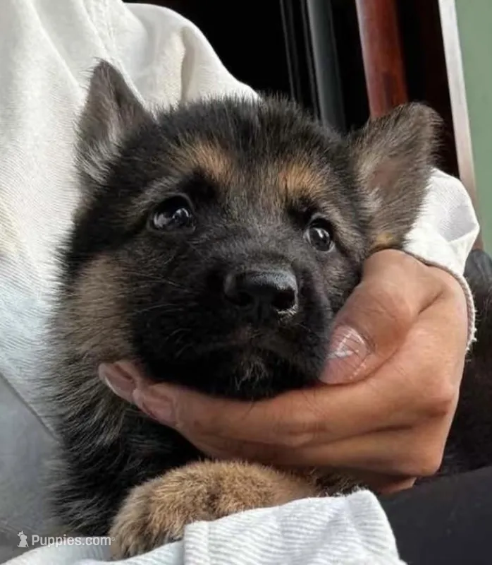 Cocoa – German Shepherd Dog puppy for sale in Paoli, IN