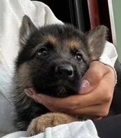 Cocoa, a female German Shepherd Dog for sale in French Lick, IN – 6 of 10