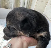 Cocoa, a female German Shepherd Dog for sale in Paoli, IN – Photo 2 of 7