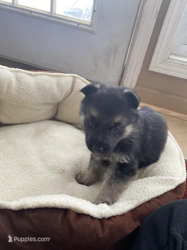 Cocoa – German Shepherd Dog puppy for sale in Paoli, IN