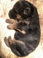 Cocoa, a female German Shepherd Dog for sale in Paoli, IN – Photo 4 of 7