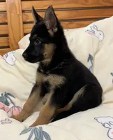 Cocoa, a female German Shepherd Dog for sale in French Lick, IN – 3 of 10