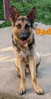 Cocoa, a female German Shepherd Dog for sale in French Lick, IN – 9 of 10