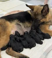 Cocoa, a female German Shepherd Dog for sale in Paoli, IN – Photo 5 of 7