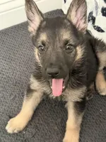 Cocoa, a female German Shepherd Dog for sale in French Lick, IN – 4 of 10