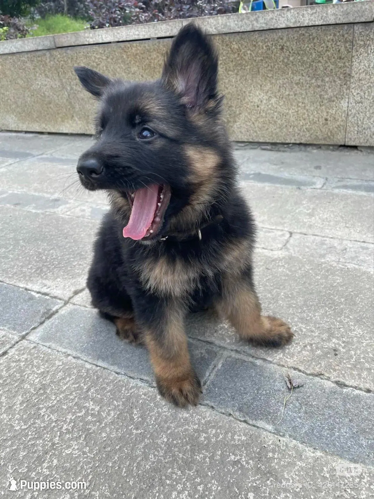 Cocoa, a female German Shepherd Dog for sale in French Lick, IN – 2 of 10