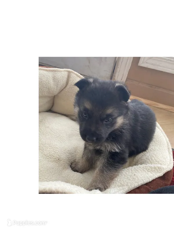 Mocha – German Shepherd Dog puppy for sale in Paoli, IN