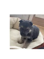 Mocha, a male German Shepherd Dog for sale in Paoli, IN – Photo 1 of 10