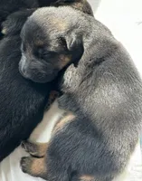 Mocha, a male German Shepherd Dog for sale in Paoli, IN – Photo 9 of 10