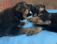 Mocha, a male German Shepherd Dog for sale in Paoli, IN – Photo 4 of 10