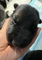 Mocha, a male German Shepherd Dog for sale in Paoli, IN – Photo 6 of 10