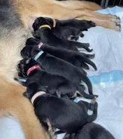 Mocha, a male German Shepherd Dog for sale in Paoli, IN – Photo 3 of 10