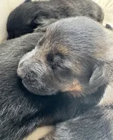 Mocha, a male German Shepherd Dog for sale in Paoli, IN – Photo 2 of 10