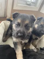 Java, a male German Shepherd Dog for sale in Paoli, IN – Photo 2 of 9