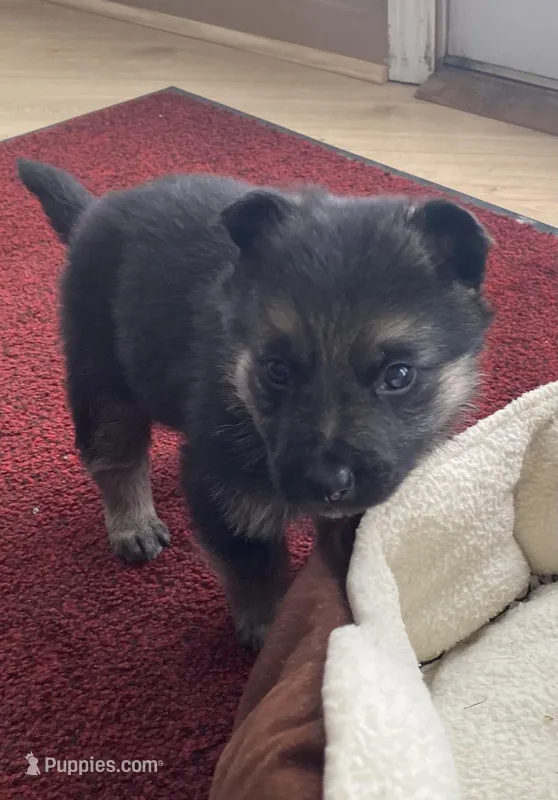 Java – German Shepherd Dog puppy for sale in Paoli, IN