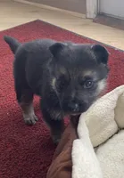 Java, a male German Shepherd Dog for sale in Paoli, IN – Photo 1 of 9