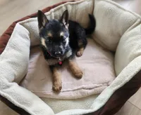 Latte, a female German Shepherd Dog for sale in French Lick, IN – 5 of 10