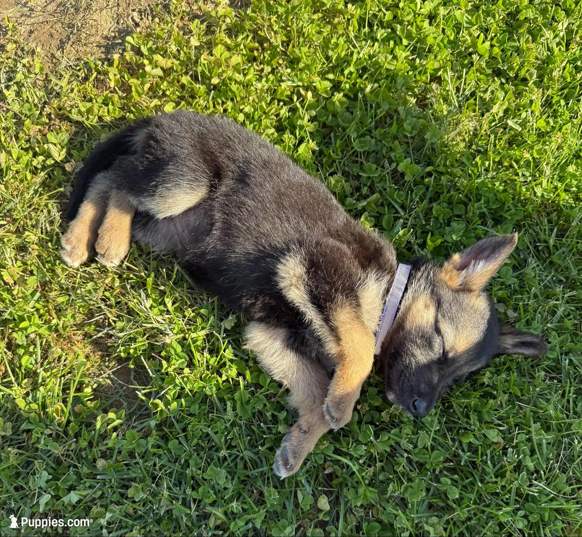 Latte, a female German Shepherd Dog for sale in French Lick, IN – 4 of 10