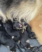 Latte, a female German Shepherd Dog for sale in Paoli, IN – Photo 4 of 9