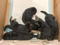 Latte, a female German Shepherd Dog for sale in Paoli, IN – Photo 5 of 9