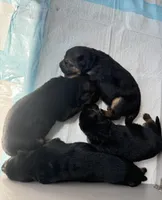 Latte, a female German Shepherd Dog for sale in Paoli, IN – Photo 7 of 9