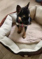 Latte, a female German Shepherd Dog for sale in French Lick, IN – 6 of 10