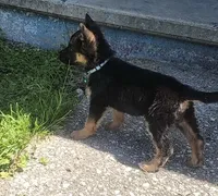 Latte, a female German Shepherd Dog for sale in French Lick, IN – 3 of 10