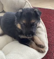 Latte, a female German Shepherd Dog for sale in Paoli, IN – Photo 1 of 9