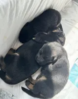 Latte, a female German Shepherd Dog for sale in Paoli, IN – Photo 6 of 9