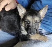 Latte, a female German Shepherd Dog for sale in French Lick, IN – 2 of 10