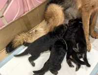 Truffle, a female German Shepherd Dog for sale in Paoli, IN – Photo 4 of 7