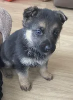 Truffle, a female German Shepherd Dog for sale in Paoli, IN – Photo 7 of 7