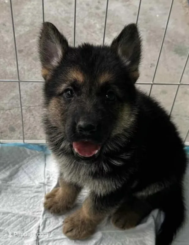 Mochi  – German Shepherd Dog puppy for sale in Paoli, IN