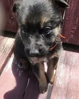 Mochi, a female German Shepherd Dog for sale in Paoli, IN – Photo 2 of 7