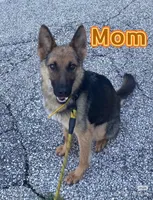 Espresso , a female German Shepherd Dog for sale in Paoli, IN – Photo 10 of 10