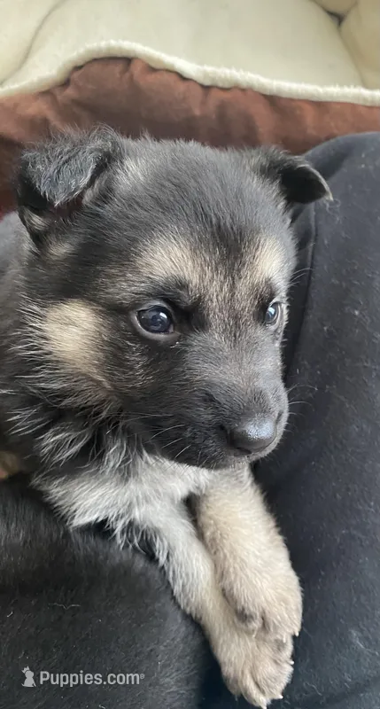 Espresso  – German Shepherd Dog puppy for sale in Paoli, IN