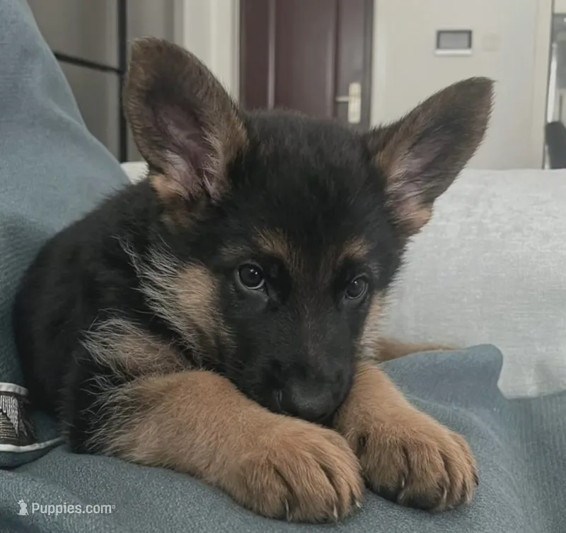 Latte – German Shepherd Dog puppy for sale in French Lick, IN